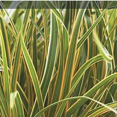 Star Japansk (Carex Morrowii 'Everglow')