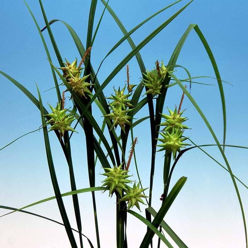 morgenstjernestar carex grayi
