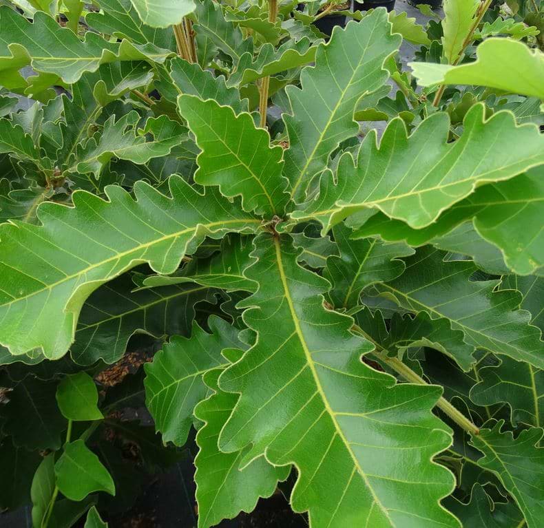 Japansk kejsereg (Quercus dentata 'Carl Ferris Miller') 50-80 cm