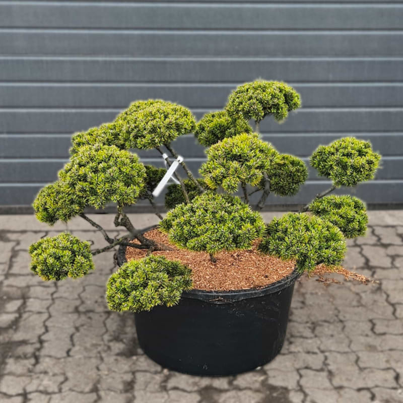 podocarpus bonsai care Podocarpus Bonsai main image 0