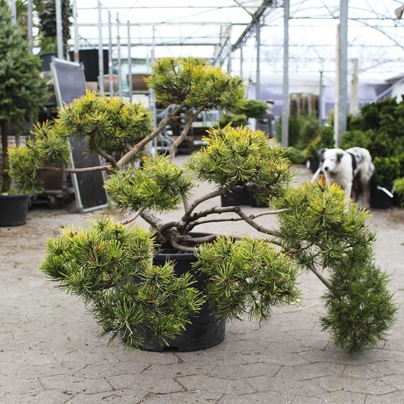 Carstens Wintergold bjergfyr formklippet plante