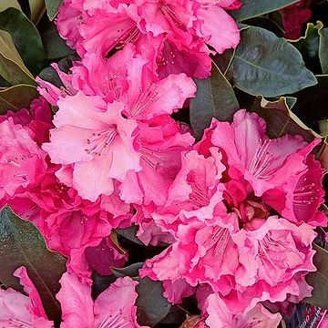 Rhododendron (Rhododendron yak. 'Bohlkens Laura') 30-40 cm