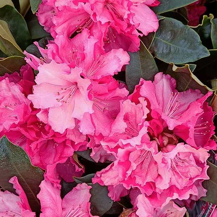 rhododendron lullaby Rhododendron 'Lullaby'