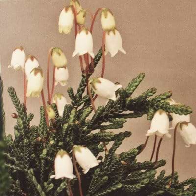 Kantlyng Cassiope lycopodioides