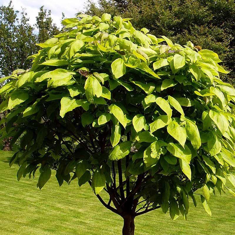 Catalpa bignonioides Nana opstammet