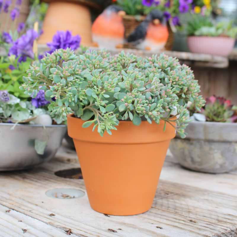 Stenurt Japansk (Sedum cauticola 'Lidakense')