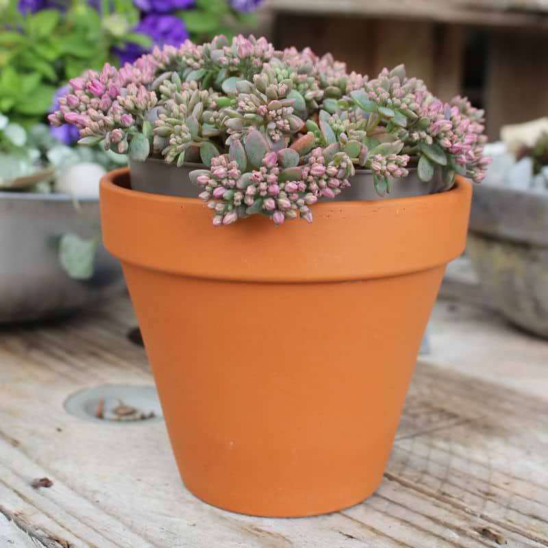 Japansk stenurt (Sedum 'Cauticola Pink')