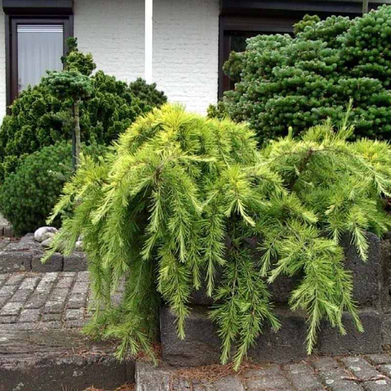 Cedrus Golden Horizon