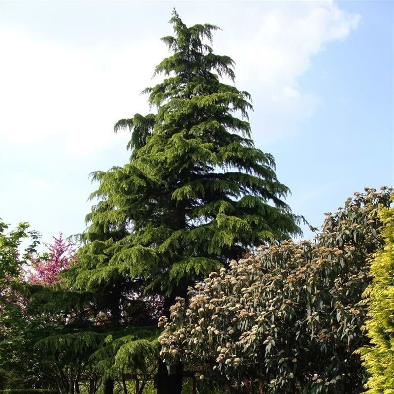 Himmalayaceder Cedrus deodara