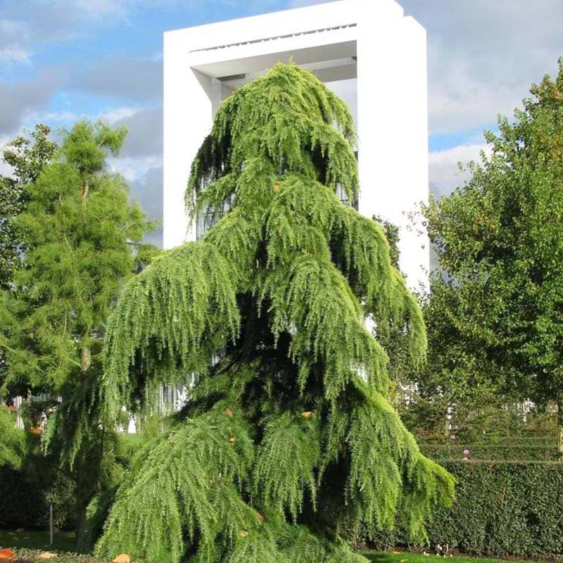  Cedrus deodara Pendula