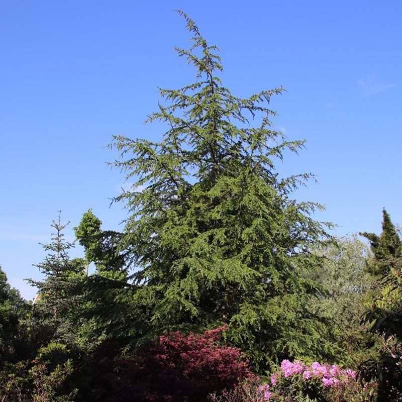 Atlasceder Grøn Cedrus libani