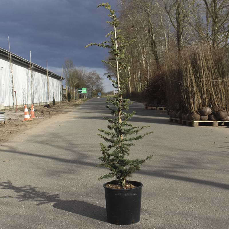 Cedrus libani 'Sargentii'