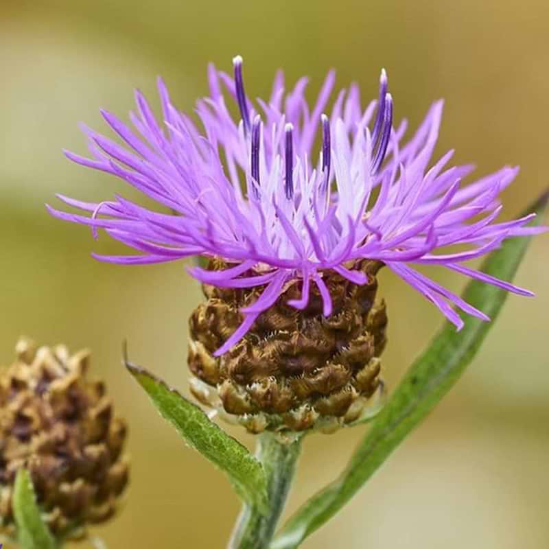 Centaurea Jacea 