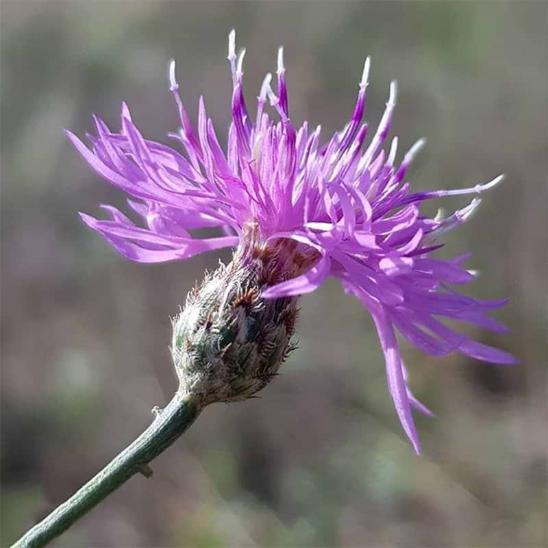 scabiosa
