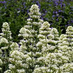 Sporbaldrian (Centranthus ruber 'Albus')