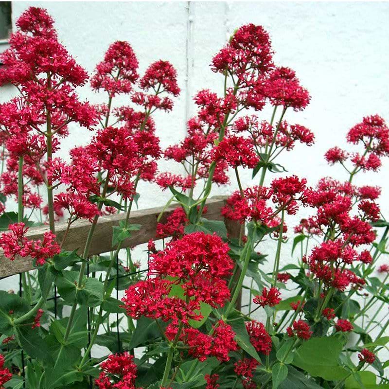 Baldrian Centranthus ruber Coccineus lilla