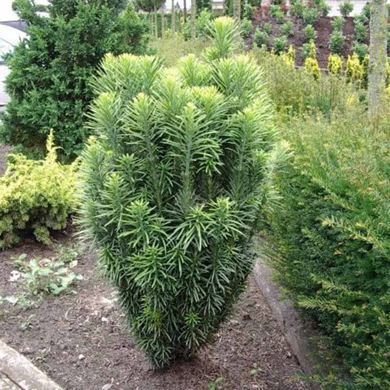 Cephalotaxus harringtonia Fastigiata