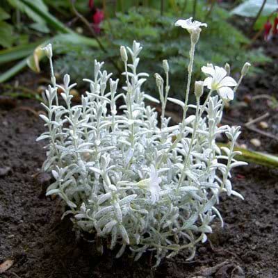 Hønsetarm (Cerastium tomentosum 'Silverstone')