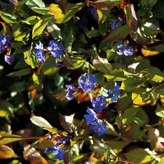 Ceratostigma plumbaginoides