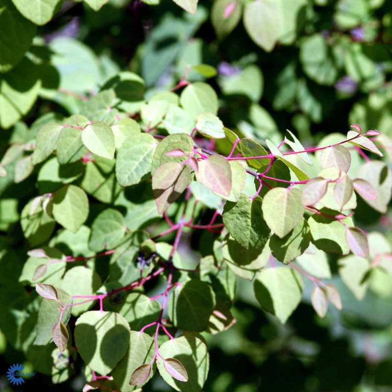 Hjertetræ (Cercidiphyllum japonicum 'Boyd's dwarf') 70-100 cm