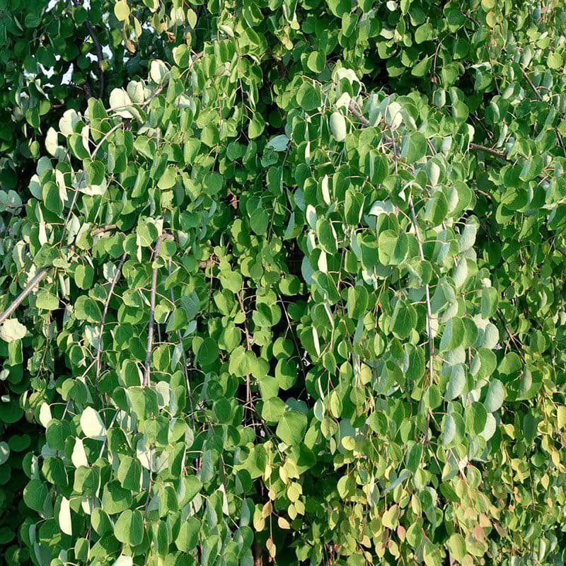 Cercidiphyllum japonicum Pendula