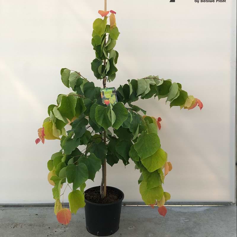 Judastræ (Cercis can. 'The rising sun') - Flere varianter