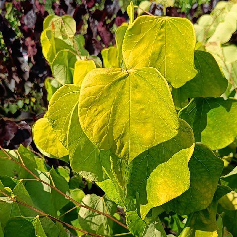 Cercis can. Golden Falls