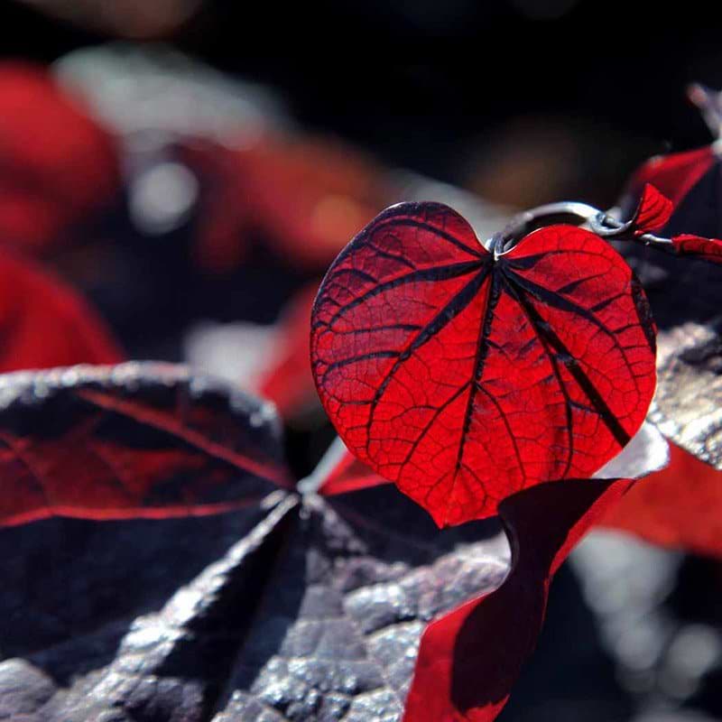 Cercis can. Ruby falls blad