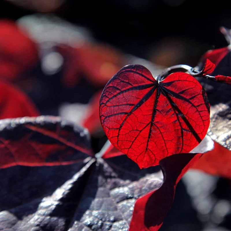 Judastræ (Cercis can. 'Ruby Falls') - Flere varianter 