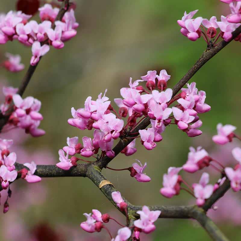 Judastræ (Cercis can. 'Merlot') Flerstammet Flere Varianter