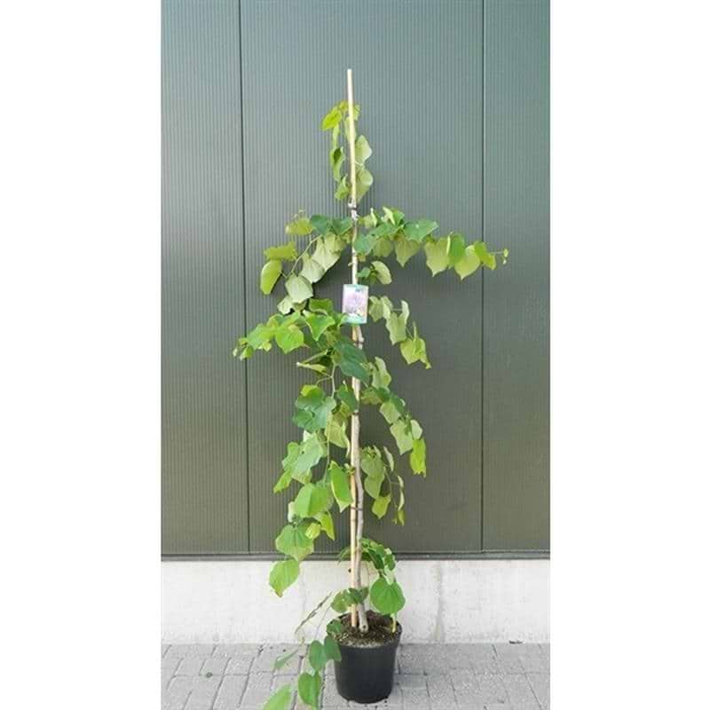 Judastræ (Cercis canadensis 'Vanilla Twist' 200-250 cm enstammet