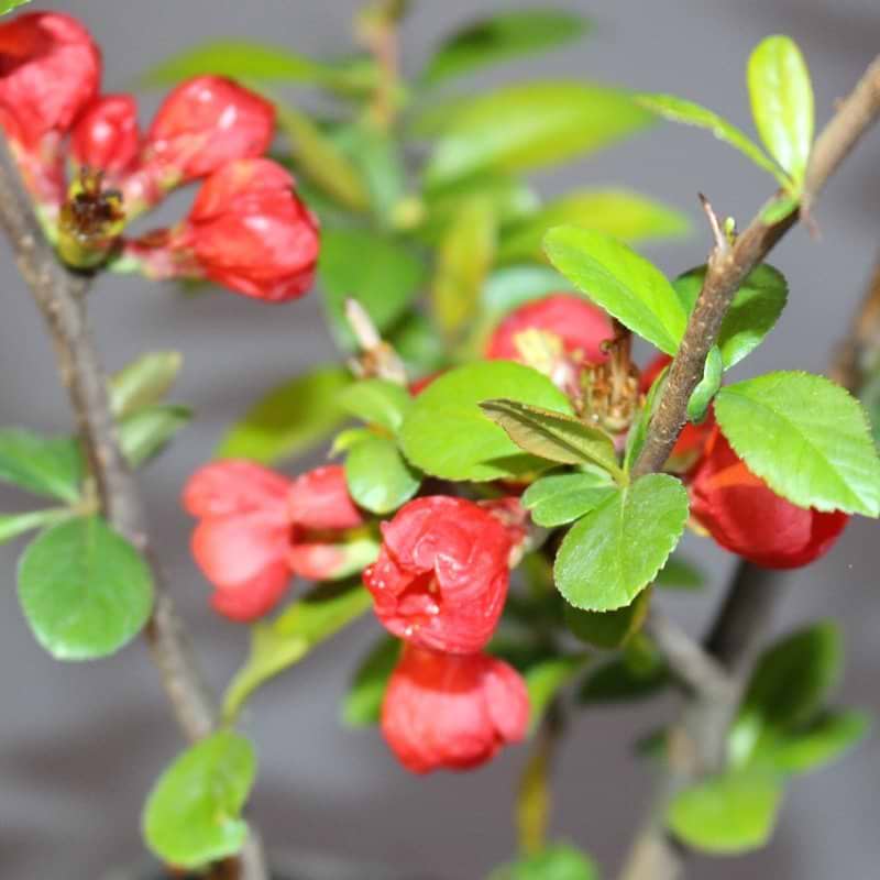 Chaenomeles sup.Rubra blomst