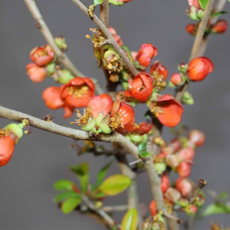 Japansk Kvæde Scarlet blomst