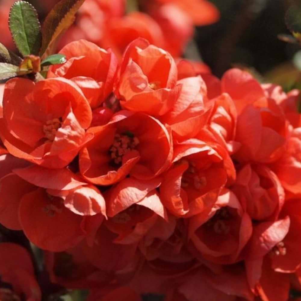 Chaenomeles sup. ´Vermillion´
