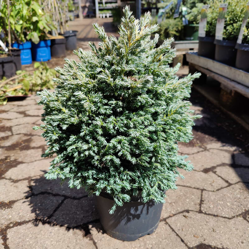 Ærtecypres (Chamaecyparis pisifera 'Blue Planet') 25-30 cm