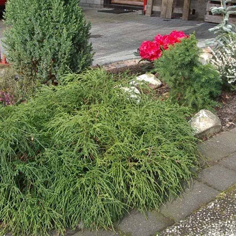 Chamaecyparis pisifera Filifera Nana
