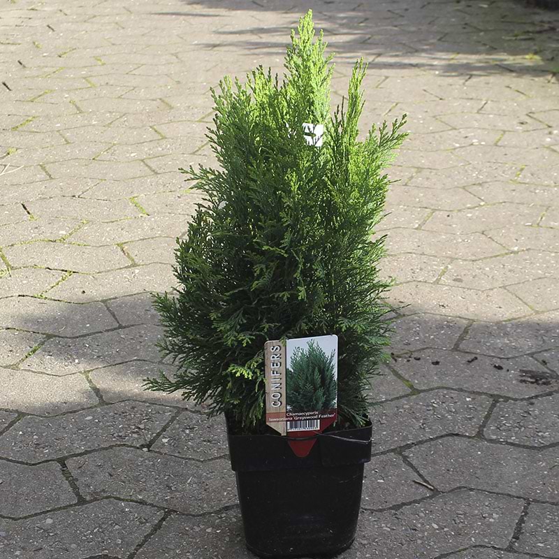 Chamaecyparis law. ´Grayswood Feather´