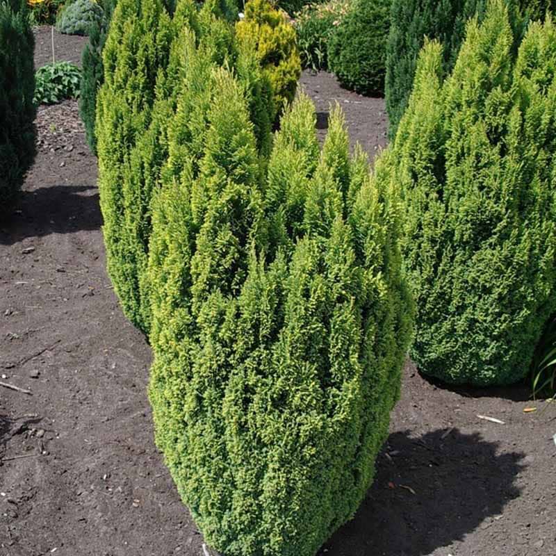 Chamaecyparis lawsoniana Ellwood's Gold