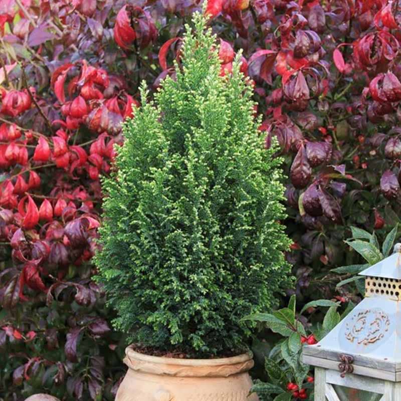 Chamaecyparis lawsoniana Snow White