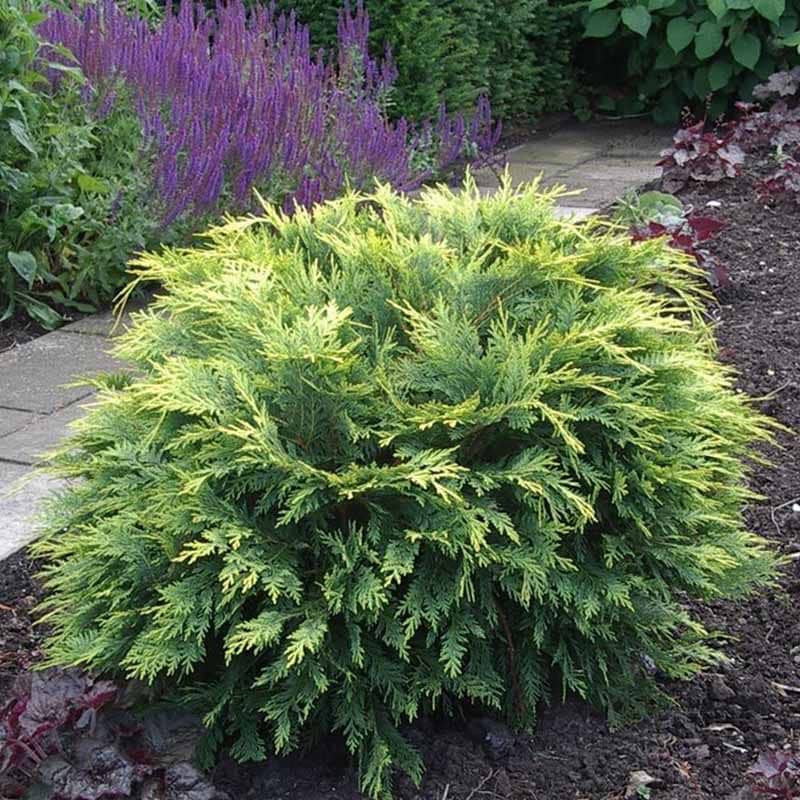 Chamaecyparis lawsoniana Sunkist