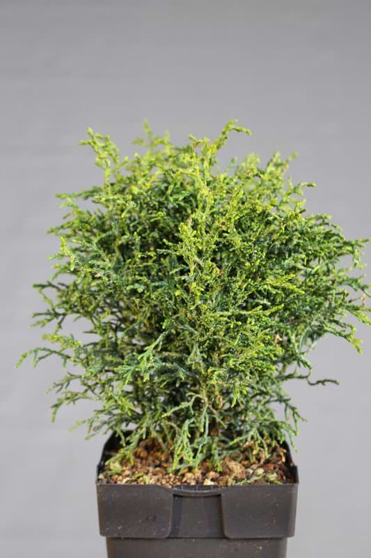 Cypres Lycopodioides