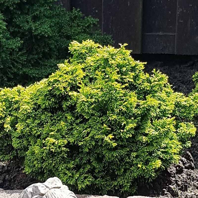 Solcypres Chamaecyparis Obtusa Butterball