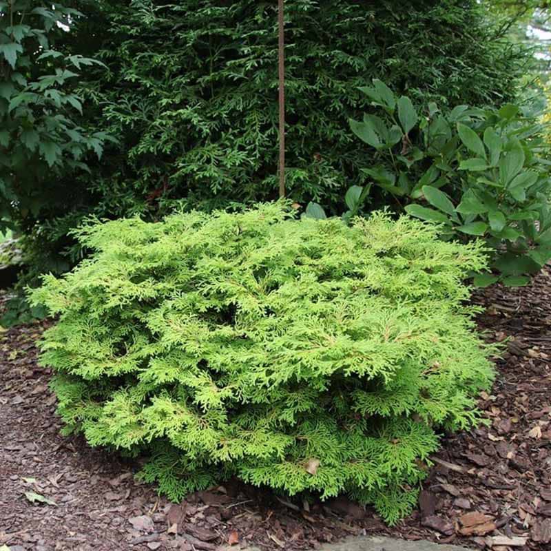 Solcypres Chamaecyparis obtusa Kamarachiba