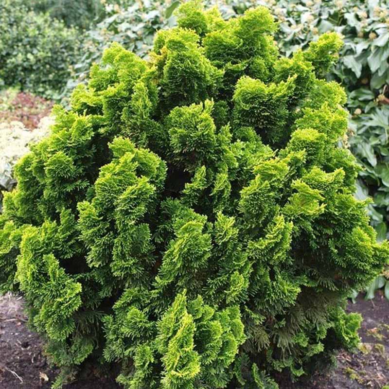 Chamaecyparis obtusa Nana Aurea