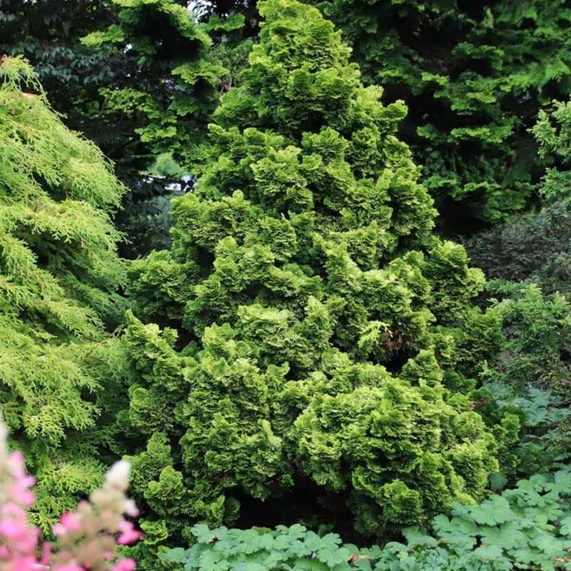 Solcypres Chamaecyparis obtusa Nana Aurea