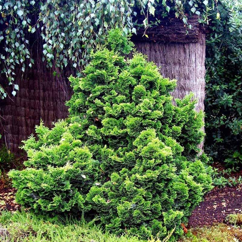 Solcypres Chamaecyparis obtusa Nana Gracilis