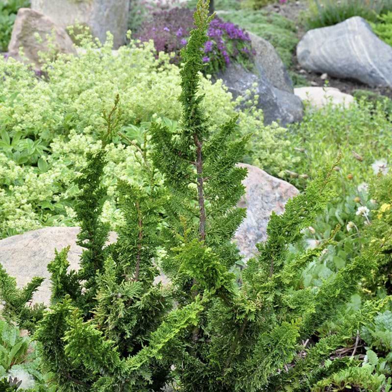 Chamaecyparis obtusa Teddy Bear