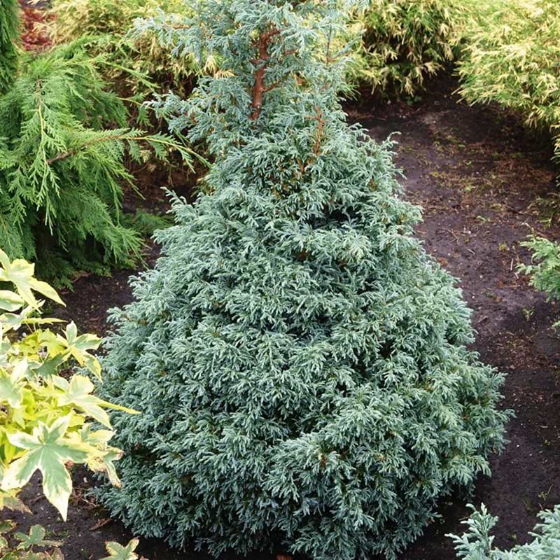 Chamaecyparis pisifera Baby Blue