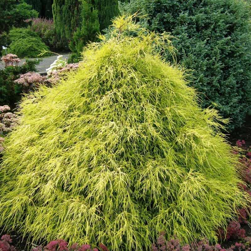 Ærtecypres Filifera Aurea