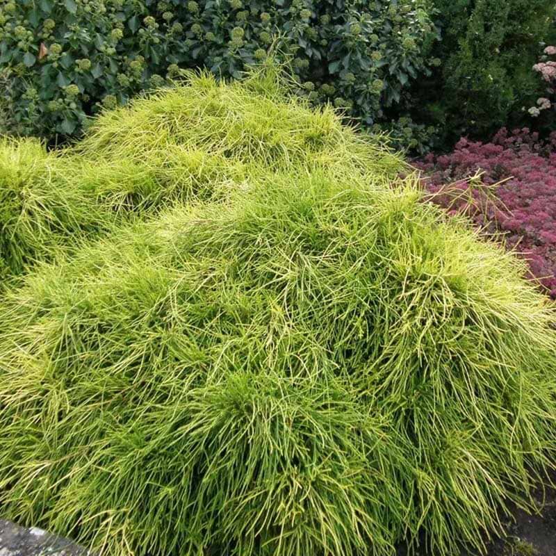 CHAMAECYPARIS PISIFERA SUNGOLD